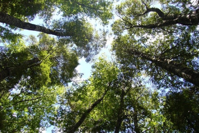 Trucos y argucias para capturar luz de los árboles tropicales