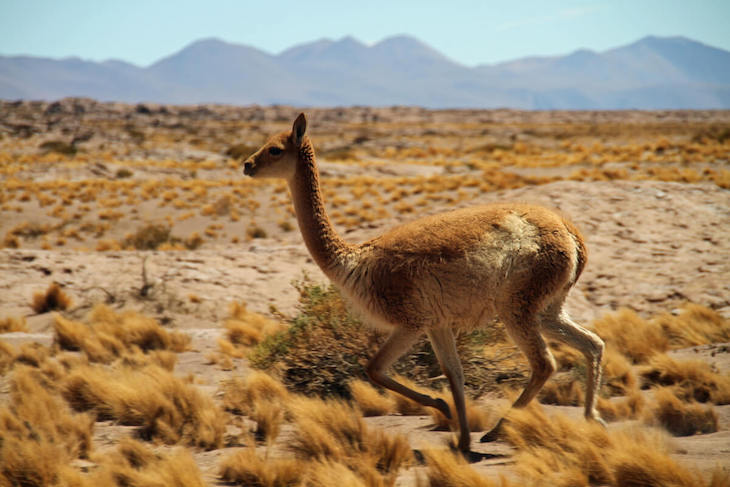 Qué sabes de los animales del desierto