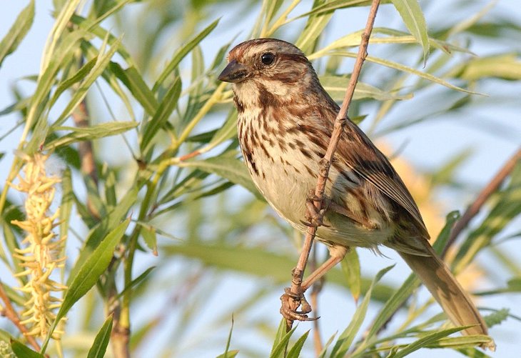 Naturaleza. Los gorriones urbanos desarrollan mayores defensas ante parásitos que los rurales