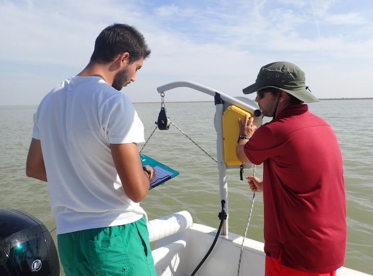 La turbidez del Guadalquivir potencia la producción de boquerones en el estuario