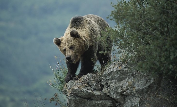 Primer censo genético nacional de oso pardo cantábrico