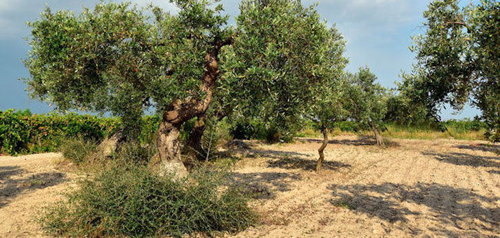 Andalucía gestionará más de 100 millones en ayudas para conservar la biodiversidad