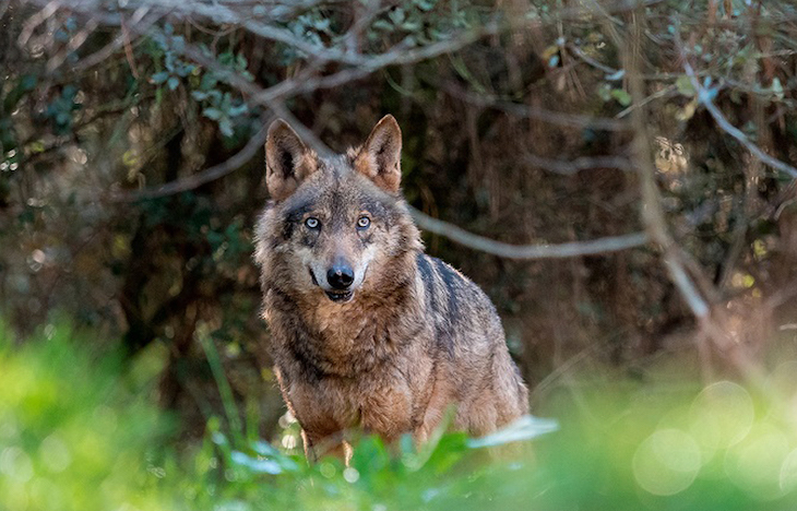 Dos ‘valientes’ cazadores mataron un lobo en 2015 y ahora son condenados