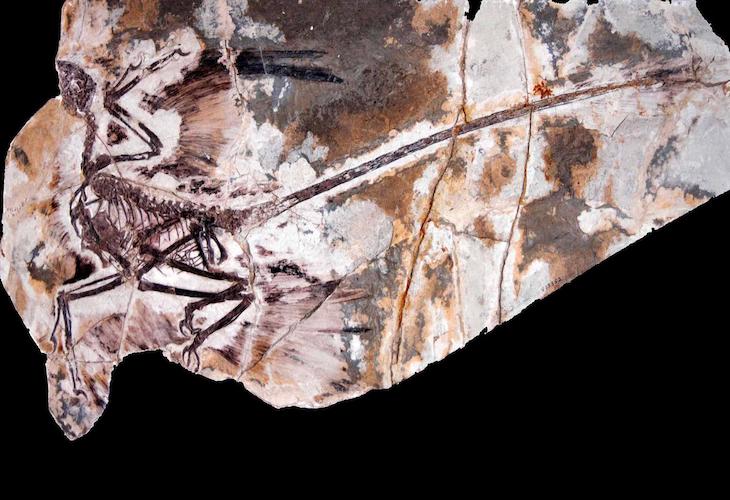 Novedades: Apareció el vuelo propulsado en dinosaurios no avianos