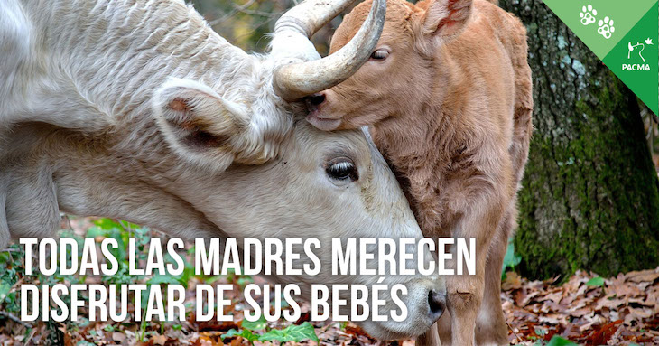 Todas las madres deberían poder disfrutar de sus bebes