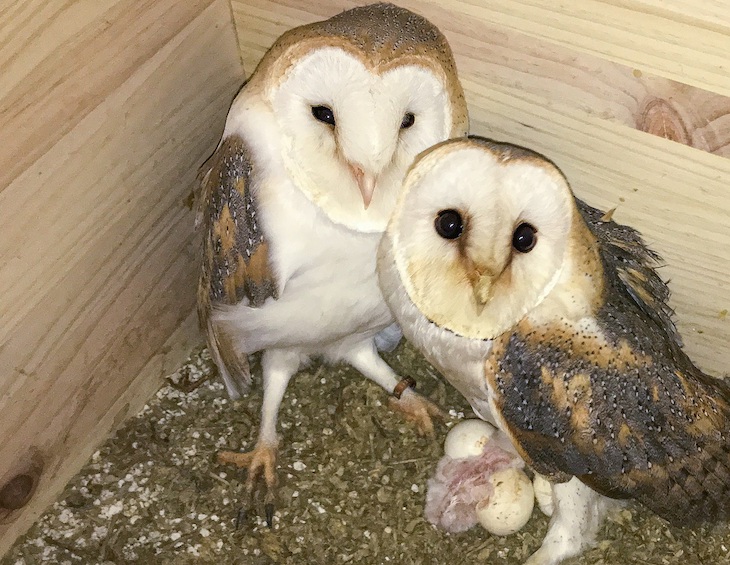 Nacen los primeros polluelos de lechuza en la Estación Ambiental Madrevieja de San Roque (Cádiz)