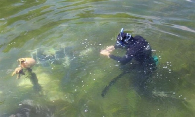 El CO2 humano impacta el doble sobre los estuarios que en el océano