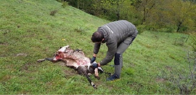 Un oso mata dos ovejas en Betlan (Lleida)