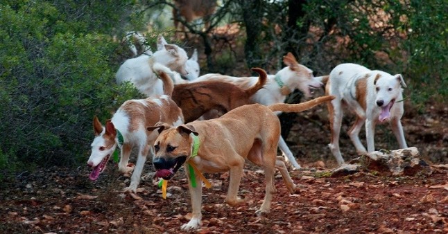 Despeñamiento de perros y venado en una cacería en Herreruela