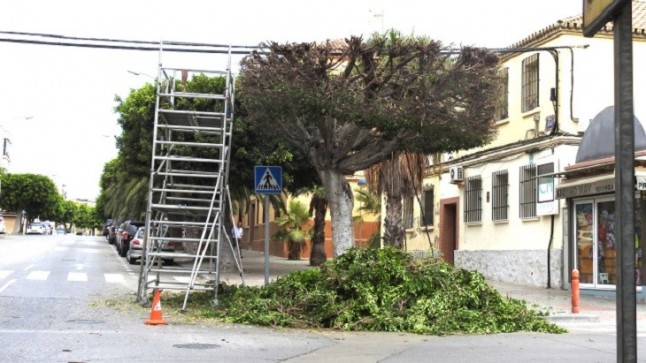 Ecologistas denuncian en el juzgado "poda abusiva" de ficus en Melilla