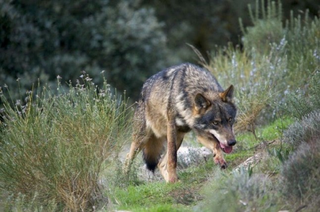Los agricultores y ganaderos de Castilla y León sueñan con abatir lobos a balazos