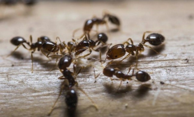 Hormigas se inmolan para liberar armas químicas contra sus enemigos