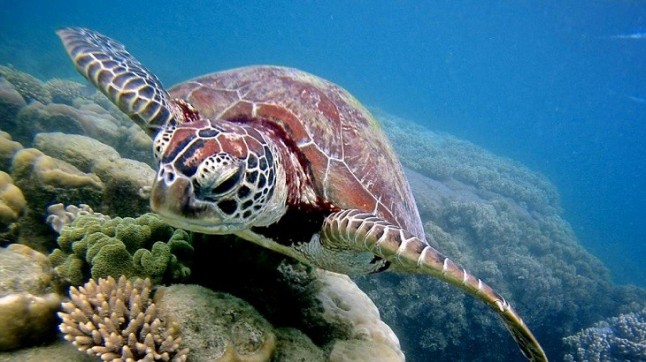 El ‘cambio climático’ afecta muy negativamente a las criaturas marinas