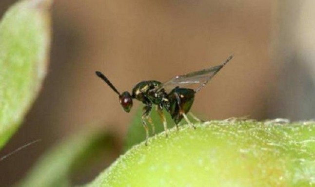 Presencia de la avispilla del castaño en Canillas de Albaida