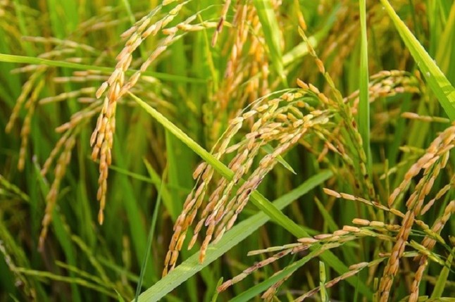 Las plantas de arroz evolucionan para adaptarse a las inundaciones