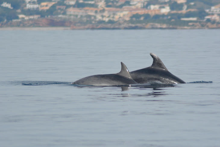 Liberados dos delfines mulares en la almadraba de La Azohia (Cartagena. España)