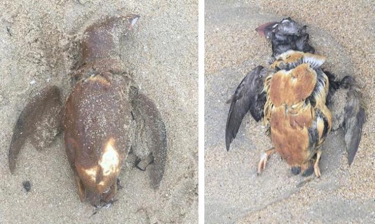 Un vertido de origen desconocido afecta ya a más de 100 aves en las costas gallegas