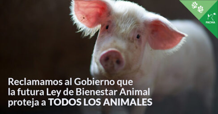 Anteproyecto de Ley de Bienestar Animal ‘insuficiente’