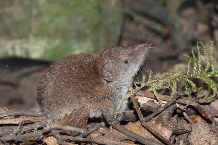 La musaraña gris afronta la ‘crisis climática’