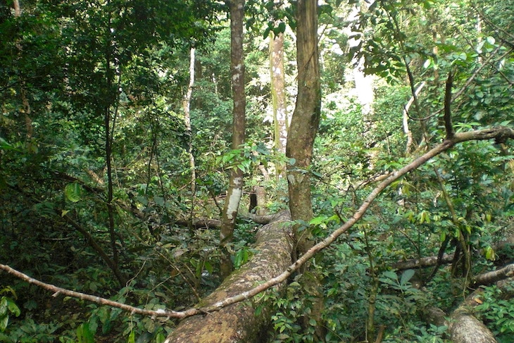 Proyecto Gran Simio con el Día Mundial del Medio Ambiente 2021