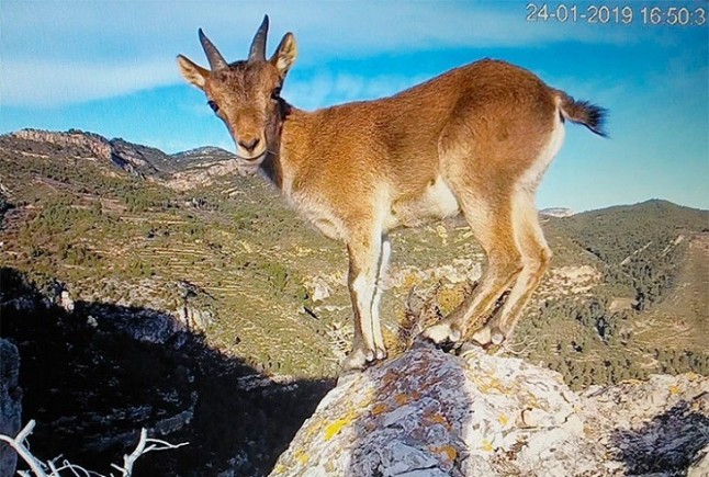Crece la población de cabra salvaje en el Parque Natural de Montsant