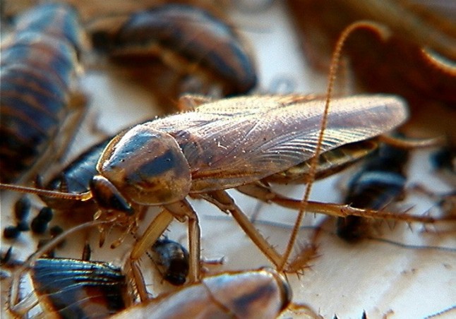 La plaga de las cucarachas rubias