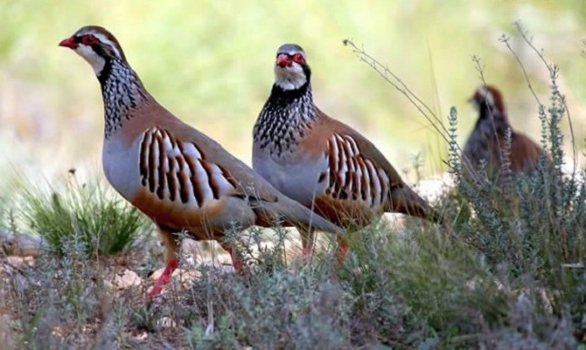 Fundación Artemisan