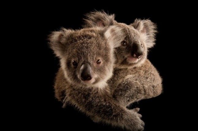 National Geographic concienciará sobre la conservación de especies en Madrid