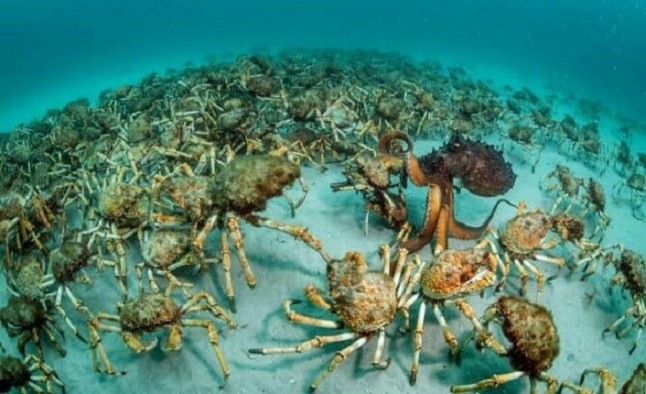 Desvelan las claves del misterio del origen de los vertebrados