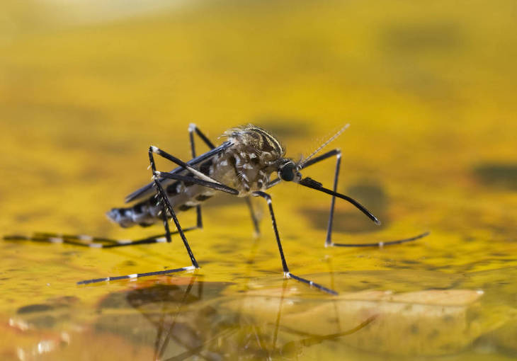 La Junta de Andalucía comprueba en Coria (Sevilla) los trabajos de control de mosquitos que propagan el virus del Nilo