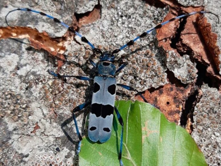 El Parque Natural del Moncayo estudia