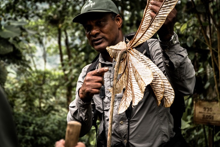 Ecuador. En la Reserva de Mashpi se han descubierto dos nuevas especies de flora