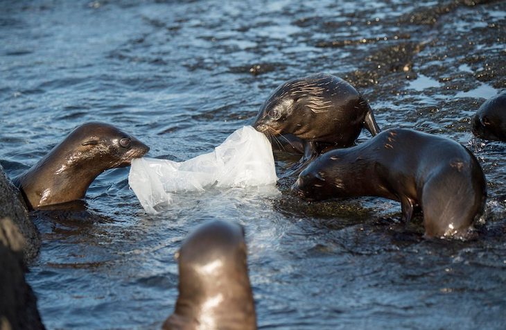 La fauna de las islas Galápagos ‘victimas’ del plástico