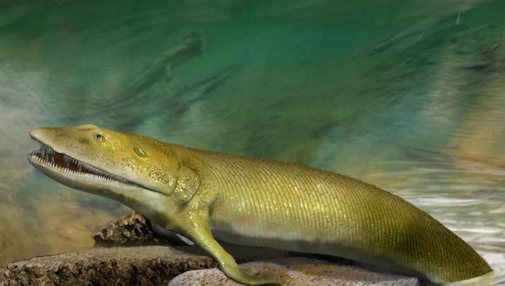 Un fósil hallado en Canadá revela nuevas ideas sobre cómo evolucionó la mano humana desde las aletas de peces