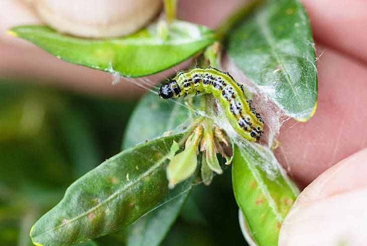 La oruga del boj está presente en 185 municipios y 21 comarcas de Catalunya