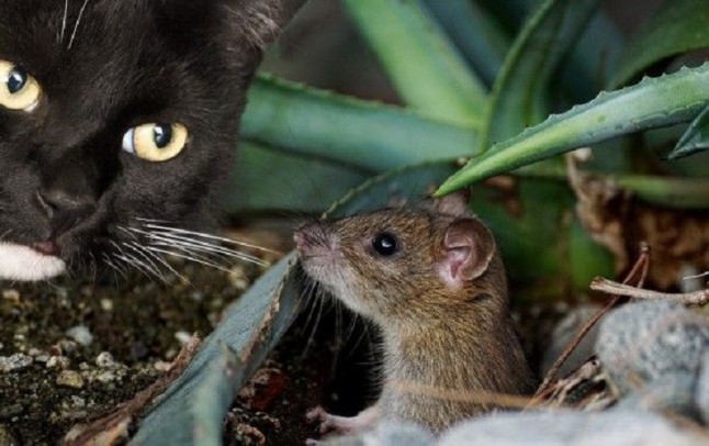 Qué me dirías si te digo que los gatos no son buenos cazadores de ratas