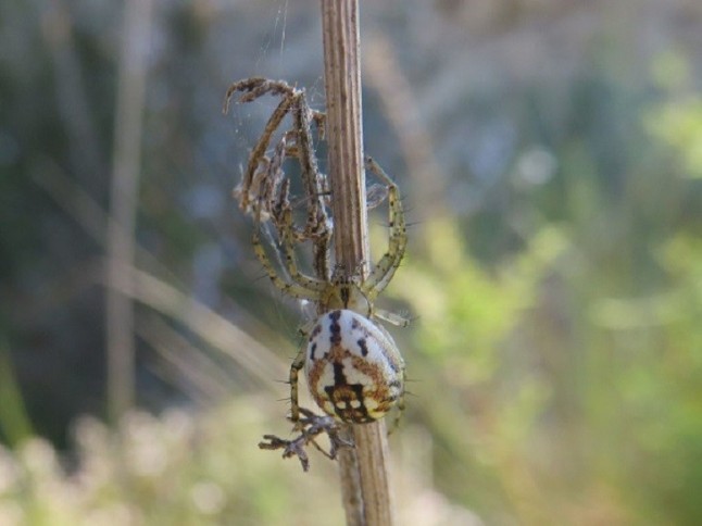 El inventario biológico más completo de las poblaciones de arañas en bosques peninsulares