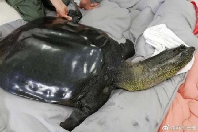 Muere la última hembra de tortuga gigante de caparazón blando del Yangtzé (China)