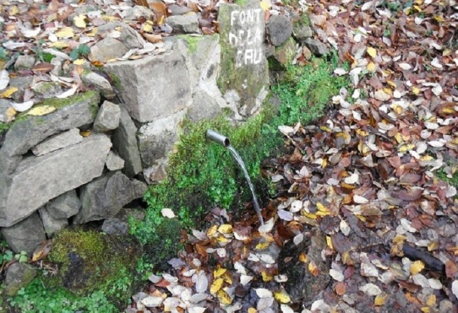 En qué fuentes crecen más musgos