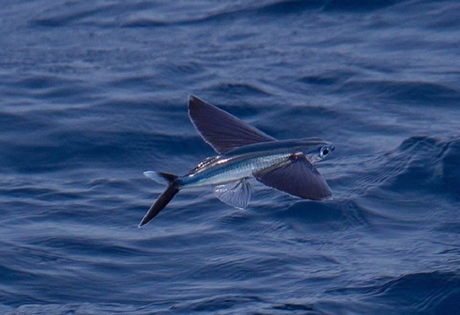 Sorprendentes novedades sobre los peces voladores