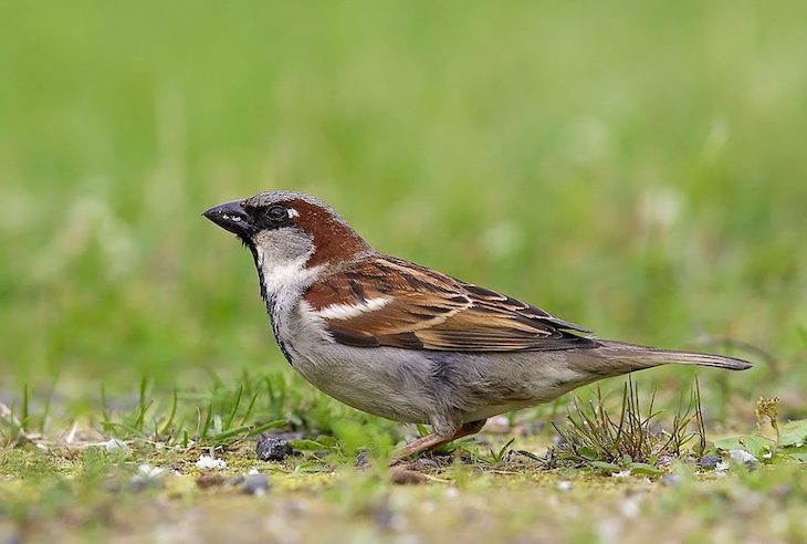 La sustitución de césped natural por artificial ‘merma’ la colonia de gorriones en las ciudades