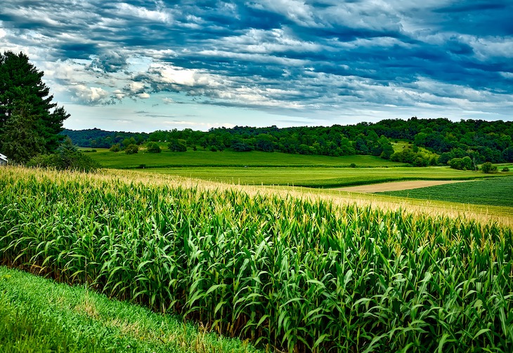 Cambio climático. Por qué se cultivan más unas especies que otras