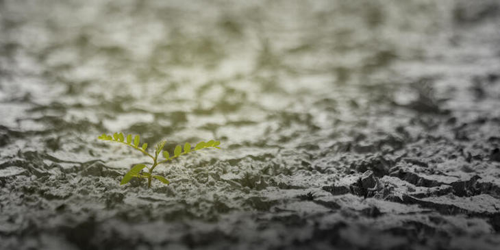 El ‘Calentamiento Global’ retrasará la caída de las hojas en las latitudes altas