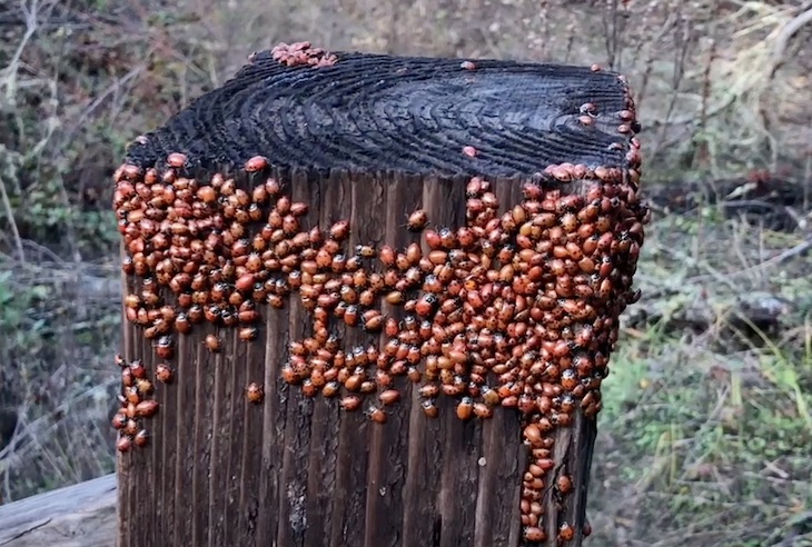 Miles de mariquitas abarrotadas en los arbustos (video)