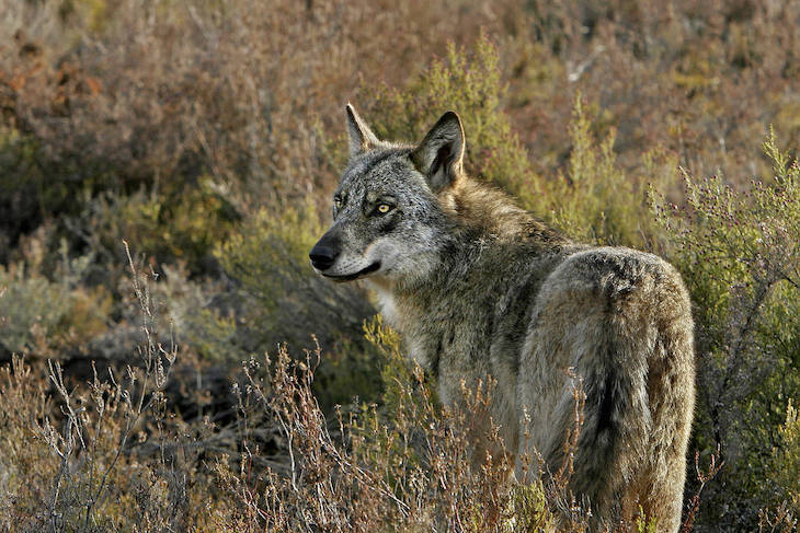 Las ONG de Portugal exigen la inclusión del lobo en el Listado de Especies de Protección Especial