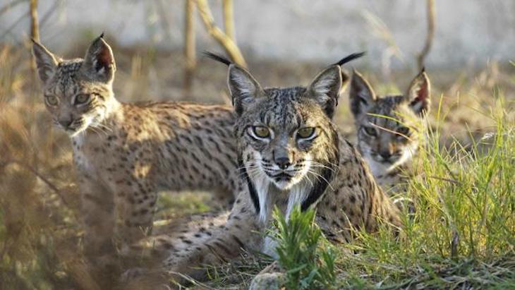 El confinamiento aumenta los atropellos de lince ibérico