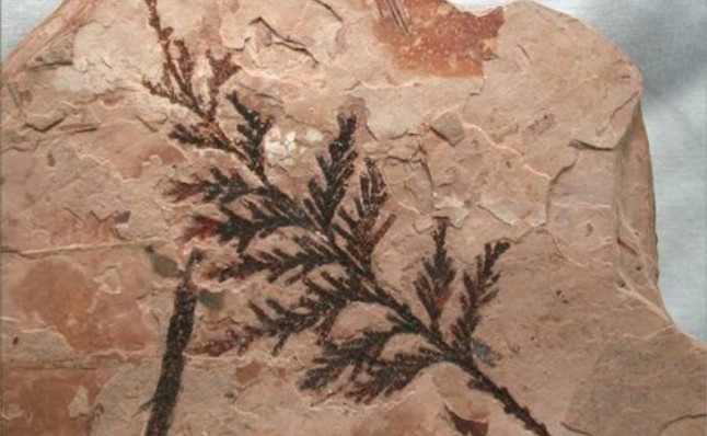 La aparición de las plantas con flores retrocede 50 millones de años