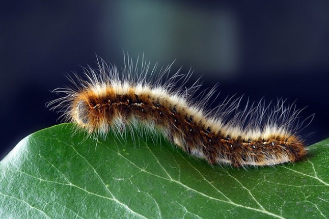 Plagas de insectos en la Serra de Tramuntana