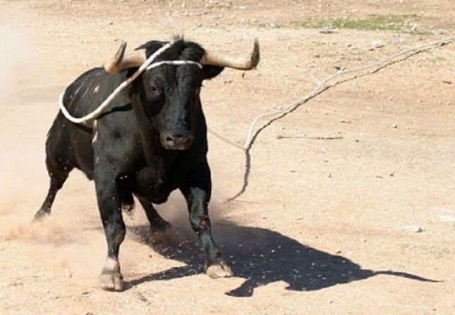 EQUO insta a los ayuntamientos a celebrar unas fiestas sin maltrato animal