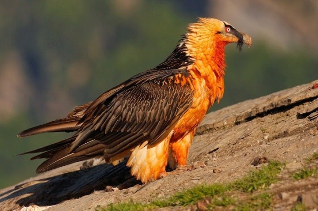 Sorpresa al descubrir tres quebrantahuesos en La Rioja